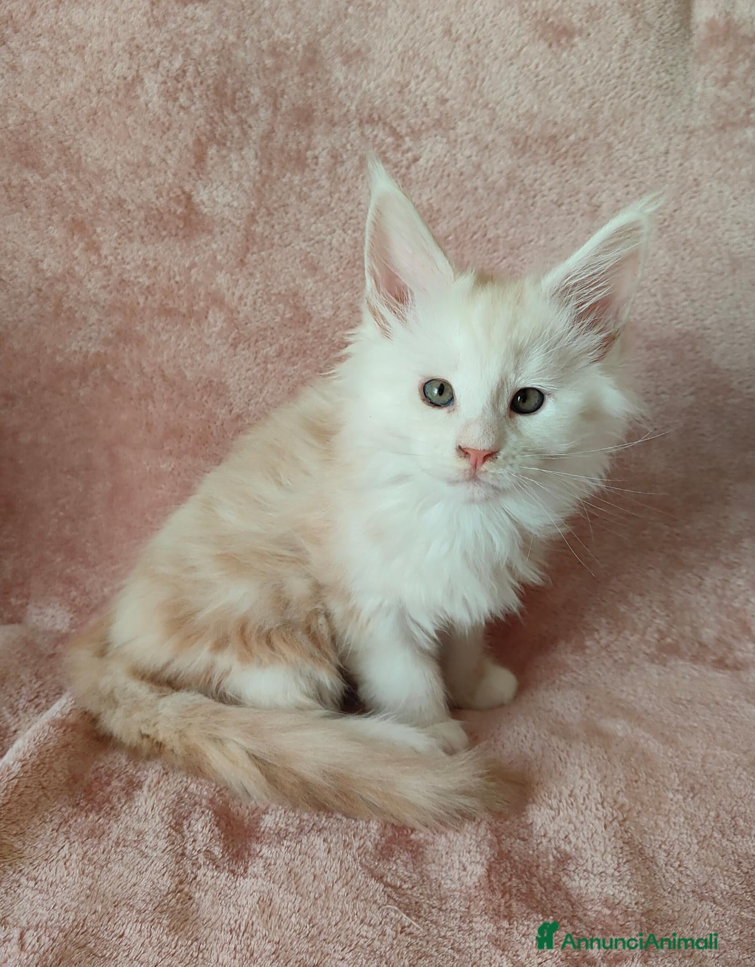 Maine Coon gatti OLIVER  - Annuncio 1