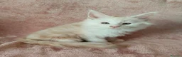 Maine Coon gatti in vendita: OLIVER  - Annuncio 1