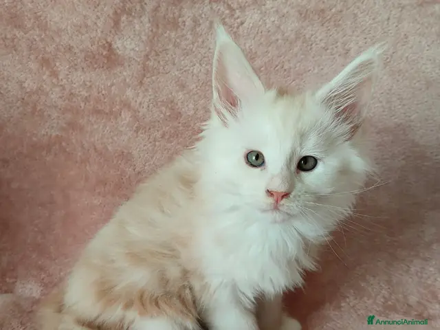 Maine Coon gatti OLIVER - Annuncio 1
