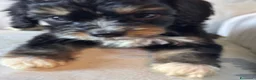 Cavapoo cani in vendita: Cuccioli di cane Cavapoo - Annuncio 24