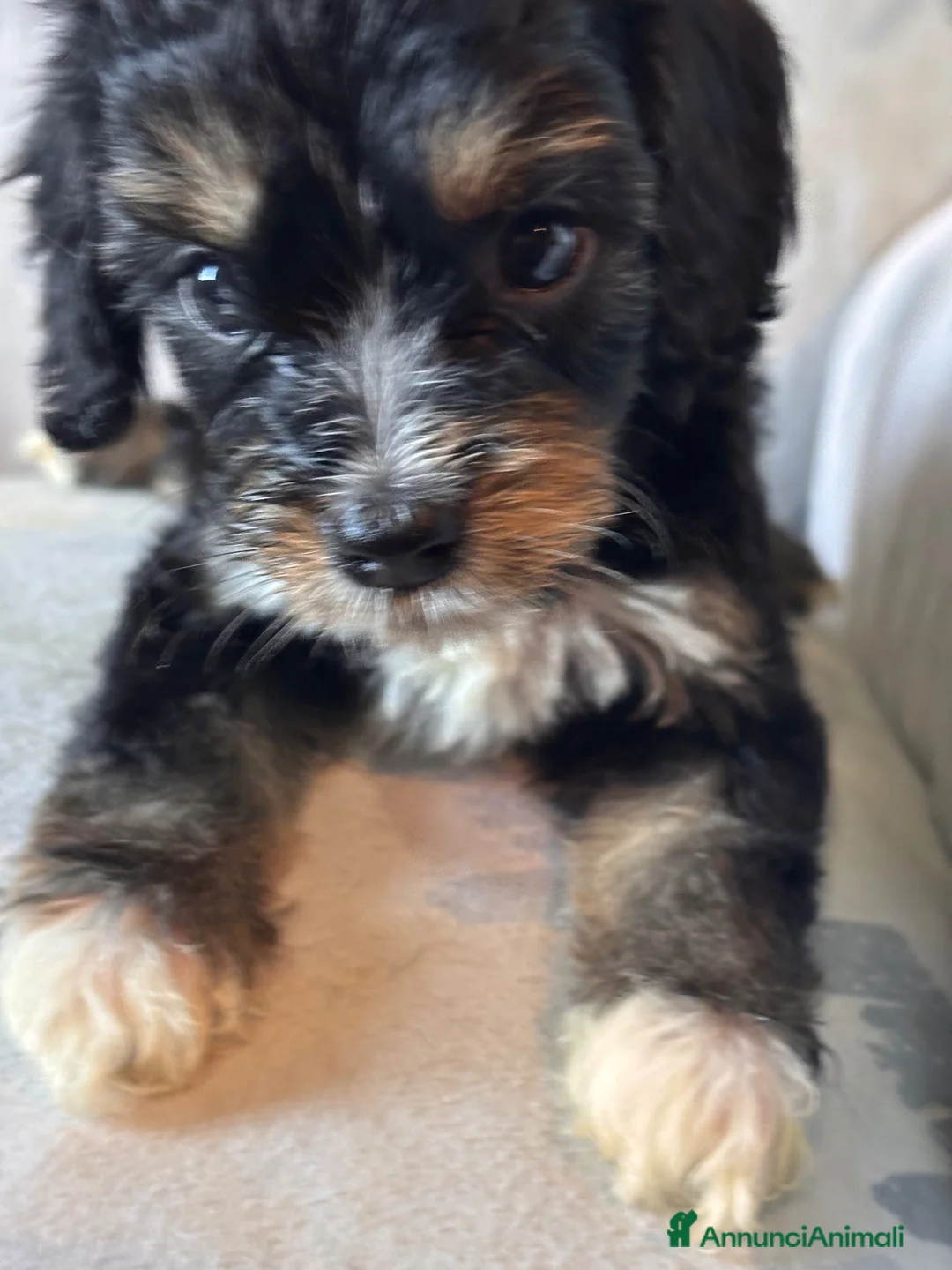 Cavapoo cani in vendita: Cuccioli di cane Cavapoo - Annuncio 24