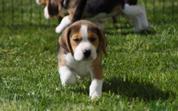 Beagle cani in vendita: Cuccioli di Beagle robusti e magnifici, KC Reg a Città metropolitana di Milano - Immagine 6