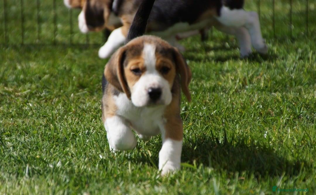 Beagle cani in vendita: Cuccioli di Beagle robusti e magnifici, KC Reg a Città metropolitana di Milano - Immagine 6