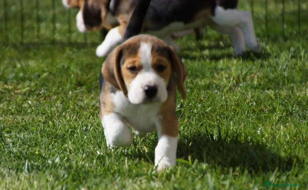 Beagle cani in vendita: Cuccioli di Beagle robusti e magnifici, KC Reg a Città metropolitana di Milano - Annuncio 6