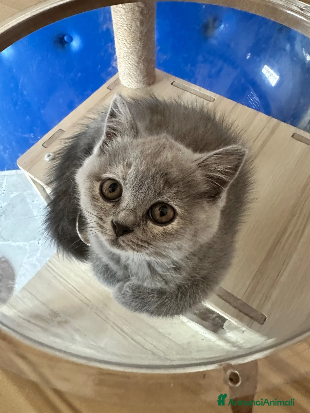 Scottish gatti in vendita: Cuccioli Scottish - Annuncio 9