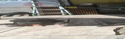Alano cani in vendita: Cuccioli di Alano nero a Ente di decentramento regionale di Udine - Annuncio 9