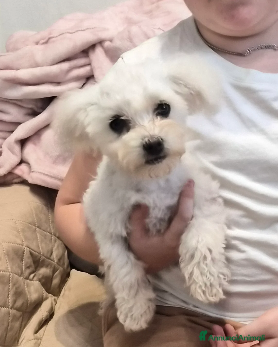 Maltese cani in vendita: Cucciolo Femmina toy e maschio mini  - Annuncio 2