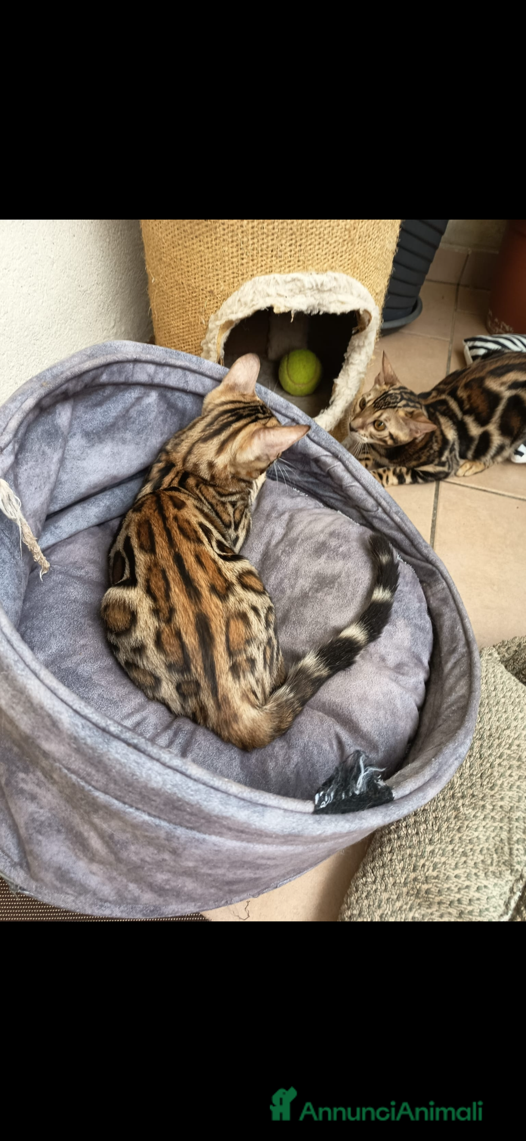 Bengala gatti in vendita: Cuccioli bengala - Annuncio 4