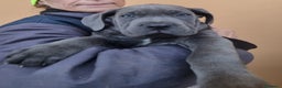 Cane Corso cani in vendita: Cuccioli di cane corso - Annuncio 8