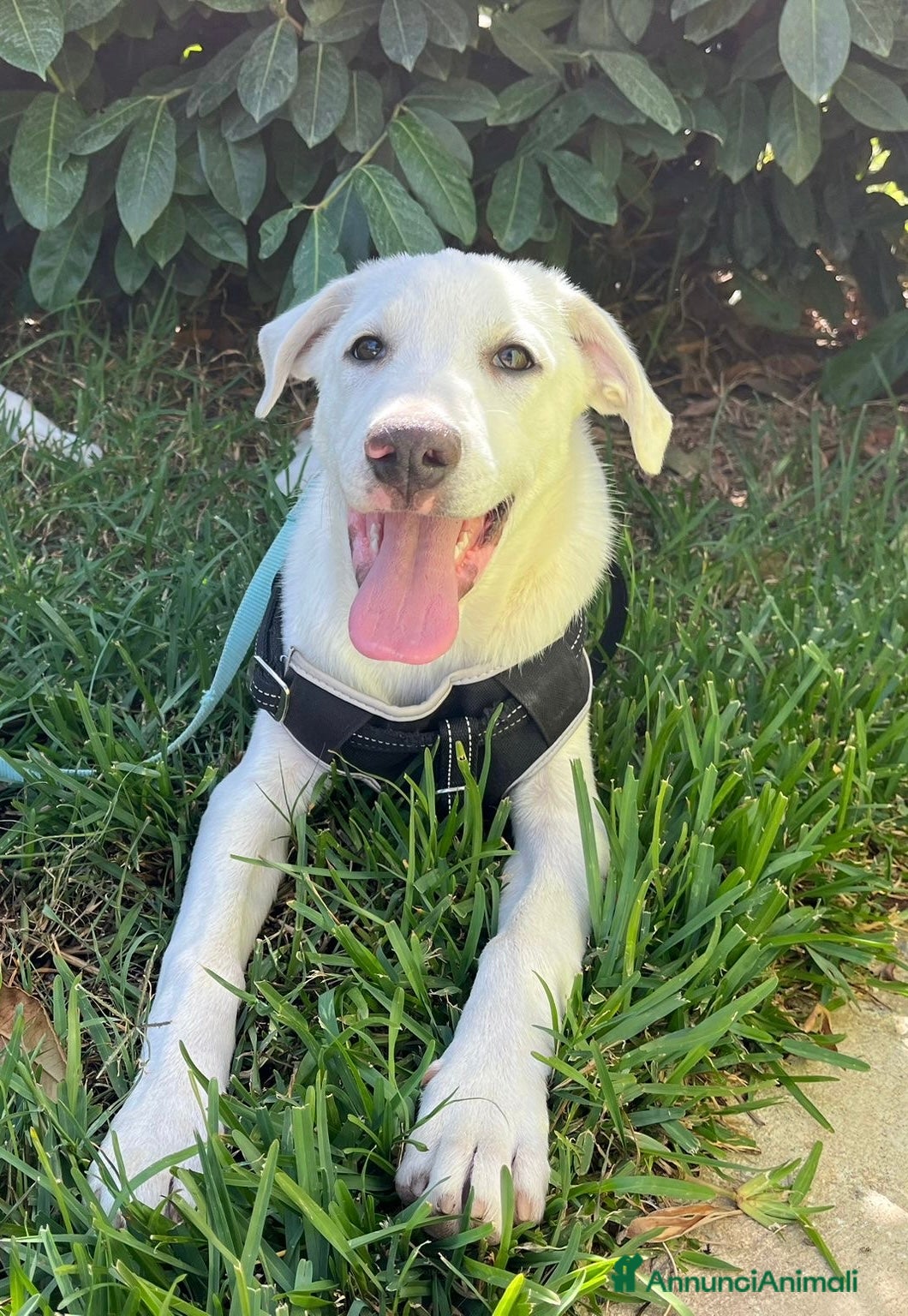 Meticcio cani Adozione urgente Rocky tg medio grande 4 mesi - Annuncio 2