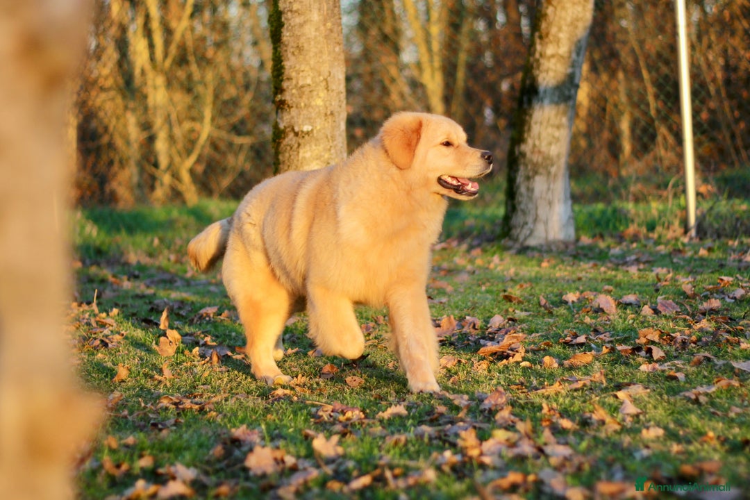 Immagine della galleria {{count}}