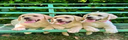 Labrador cani in vendita: Labrador retriever - Annuncio 4