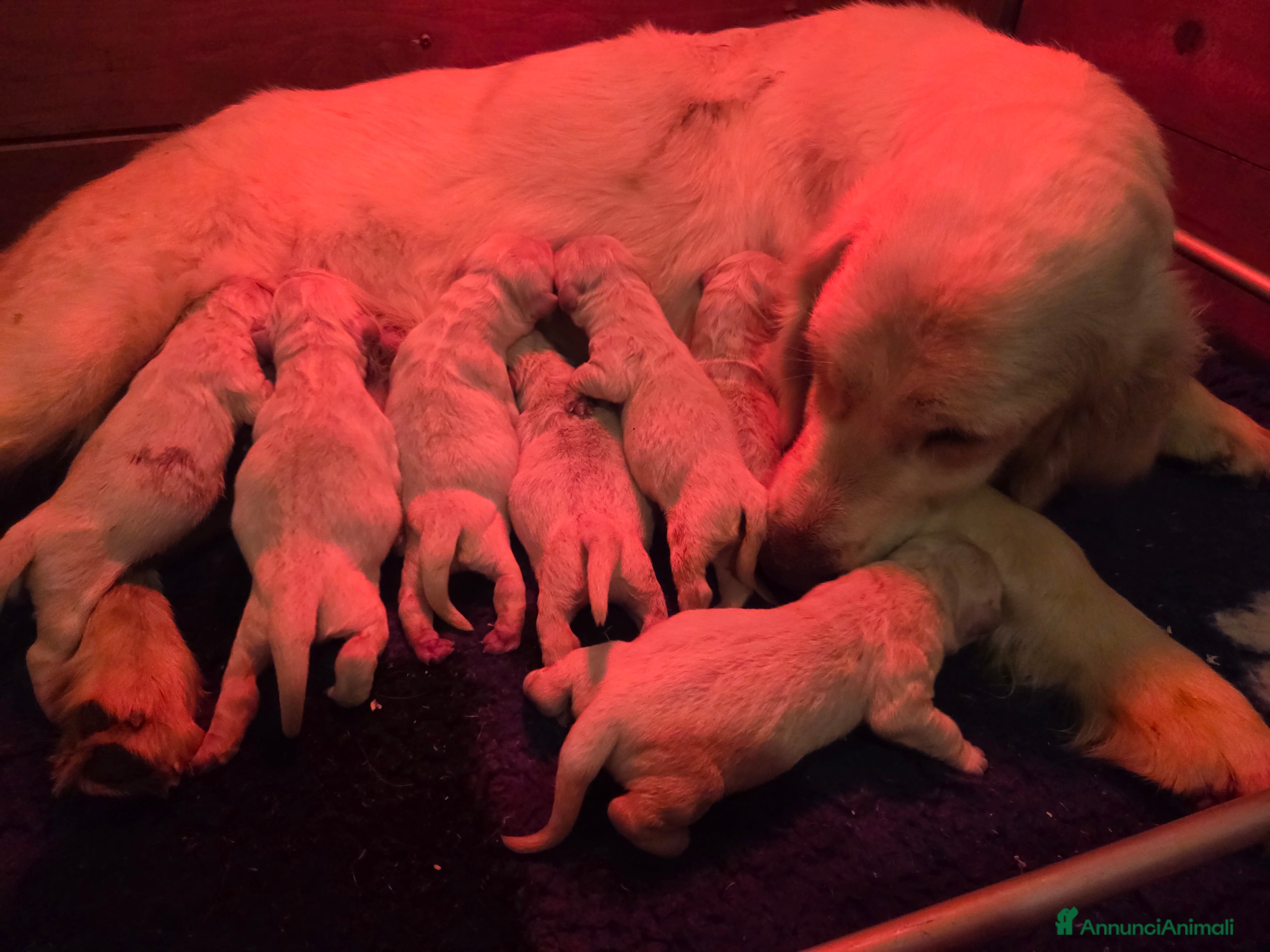 Golden Retriever cani Cucciolata golden retriever - Annuncio 11