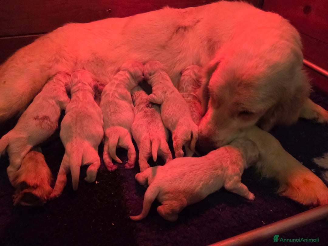 Golden Retriever cani in vendita: Cucciolata golden retriever - Annuncio 1