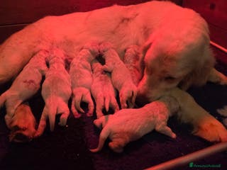 Golden Retriever cani Cucciolata golden retriever - Annuncio 11
