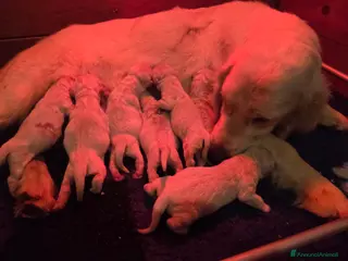 Golden Retriever cani Cucciolata golden retriever - Annuncio 11