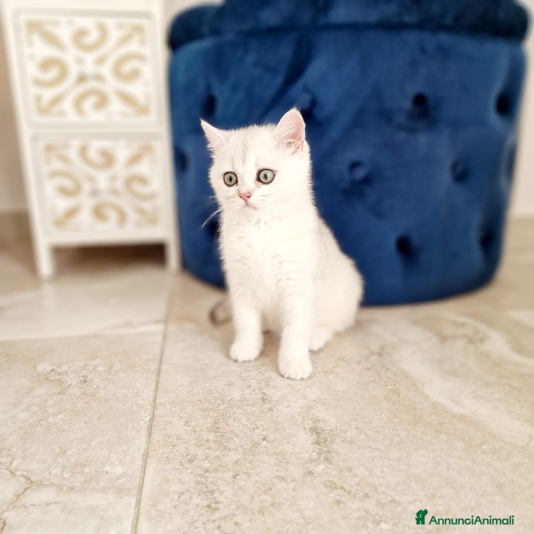 Scottish gatti in vendita: Scottish  - Annuncio 10