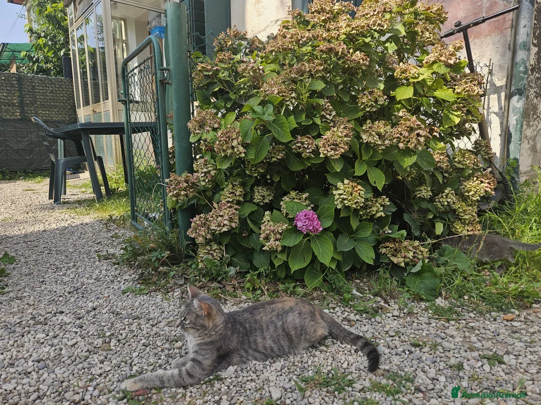 Europeo gatti in regalo: Chiacchiera cerca famiglia - Annuncio 2