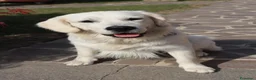 Golden Retriever cani per accoppiamento: ​Splendido Golden Retriever Maschio per Monta  a Provincia di Lecco - Annuncio 4