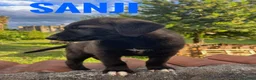 Meticcio cani in regalo: Sanji  - Annuncio 3