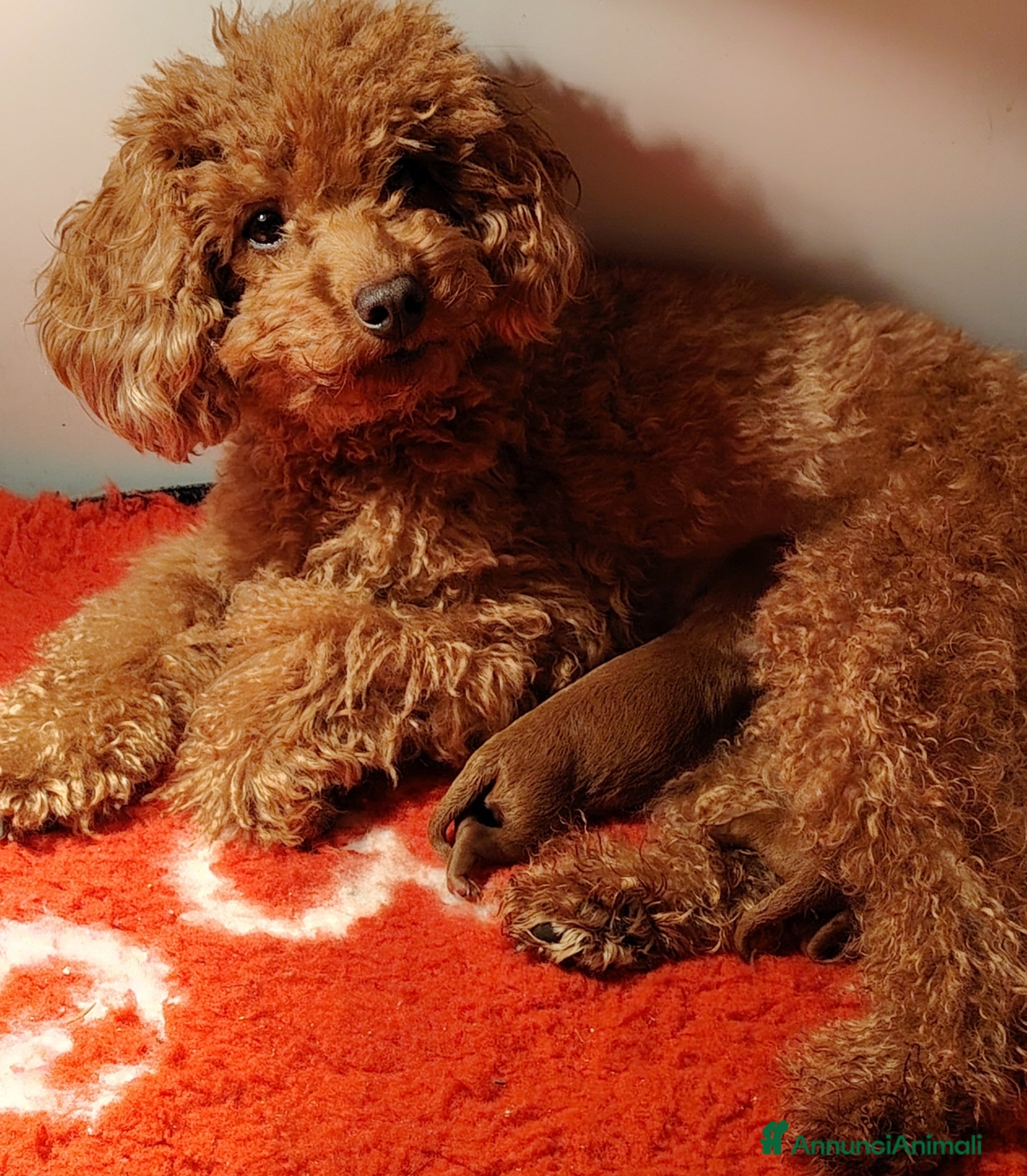 Barboncino Toy cani femmina di barboncino toy red - Annuncio 1