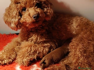 Barboncino Toy cani femmina di barboncino toy red - Annuncio 1