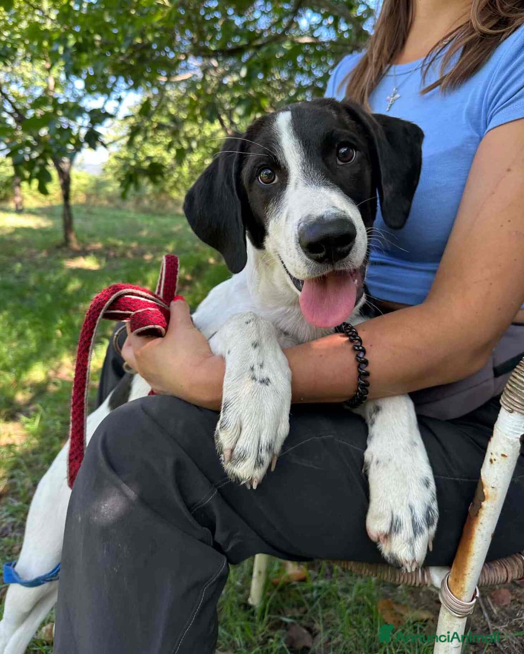 Meticcio cani in regalo: 4 CUCCIOLI simpaticissimi a macchiette! - Annuncio 8