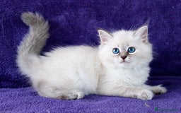 Siberiano gatti in vendita: BELLISSIMI CUCCIOLI IPOALLERGENICI  a Provincia di Pisa - Immagine 1