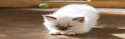 Ragdoll gatti in vendita: Ragdoll cuccioli con pedigree  - Annuncio 2