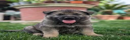 Pastore Tedesco cani in vendita: Cuccioli di Pastore Tedesco - Annuncio 4