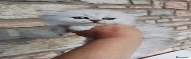 Paviny 