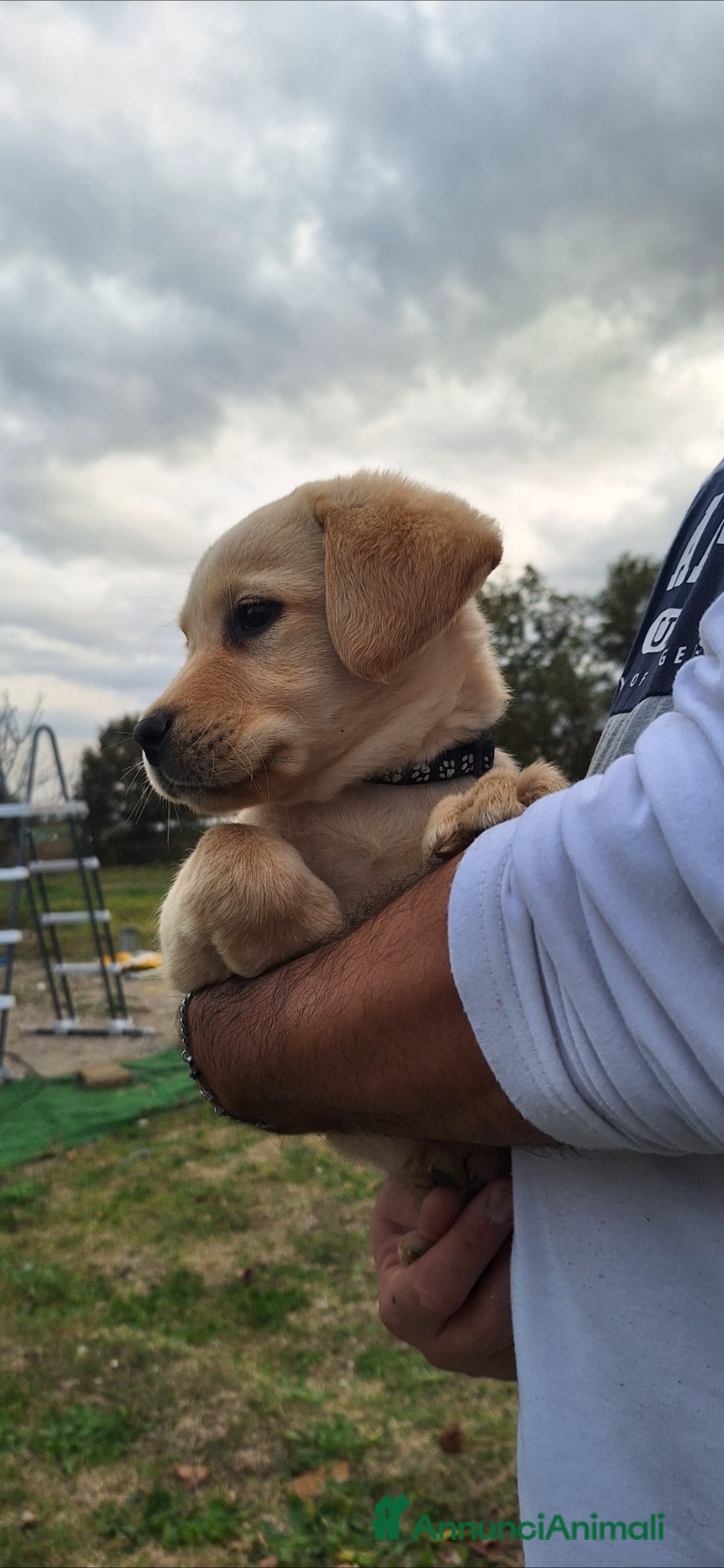 Labrador cani in vendita: Labrador cuccioli con pedigree Enci  - Annuncio 15