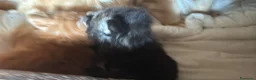 Maine Coon gatti in vendita: Cuccioli maine coon (Lestat X Hvitt Lys) - Annuncio 9