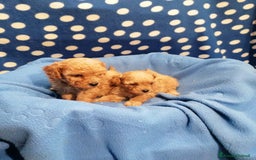Barboncino cani in vendita: Barboncini nani a Province of Rovigo - Immagine 3