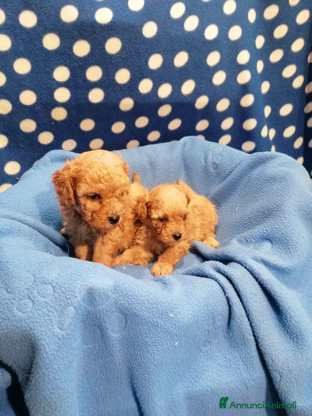 Barboncino cani in vendita: Barboncini nani a Province of Rovigo - Immagine 3