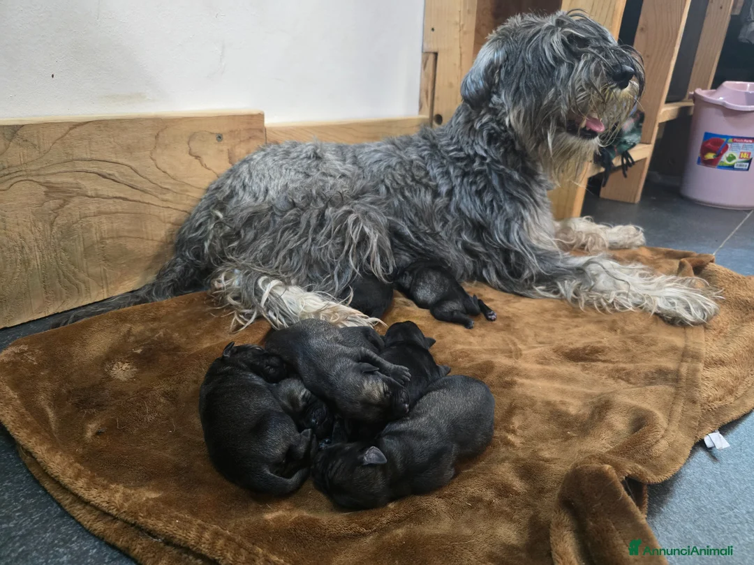 Schnauzer cani in vendita: Cuccioli Schnautzer medio sale e pepe  - Annuncio 1
