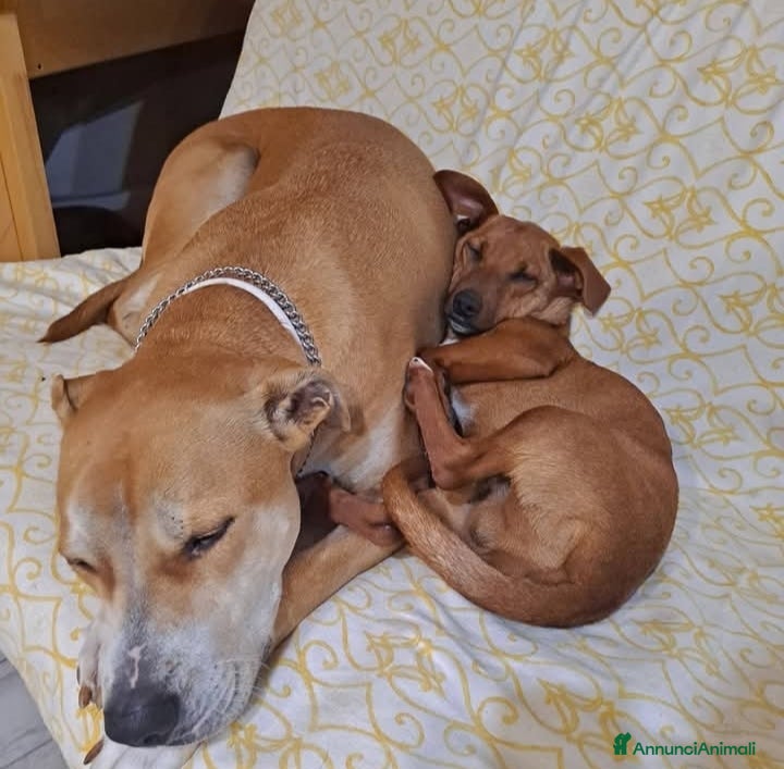 Meticcio cani To be, cucciolone, taglia medio-piccola, cerca cas - Annuncio 24