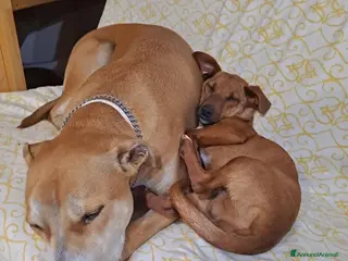 Meticcio cani To be, cucciolone, taglia medio-piccola, cerca cas - Annuncio 24