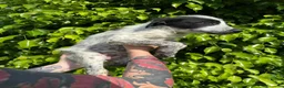 Meticcio cani in regalo: GIULIA 🩷 il suo momento deve ancora arrivare a Provincia di Novara - Annuncio 3