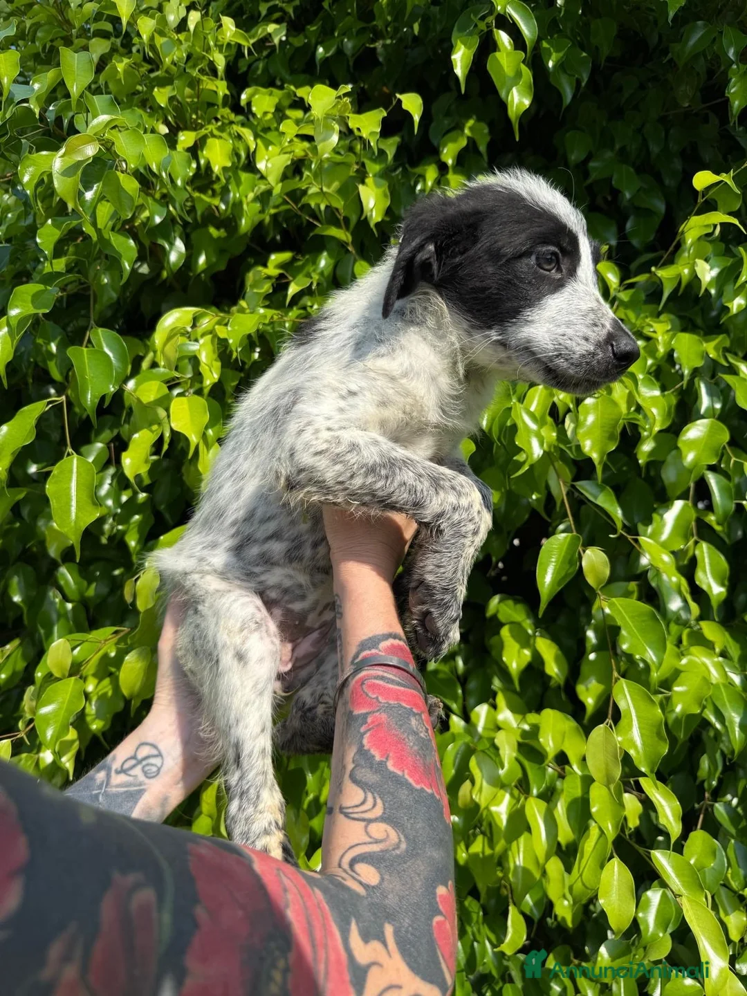 Meticcio cani in regalo: GIULIA 🩷 il suo momento deve ancora arrivare a Provincia di Novara - Annuncio 3