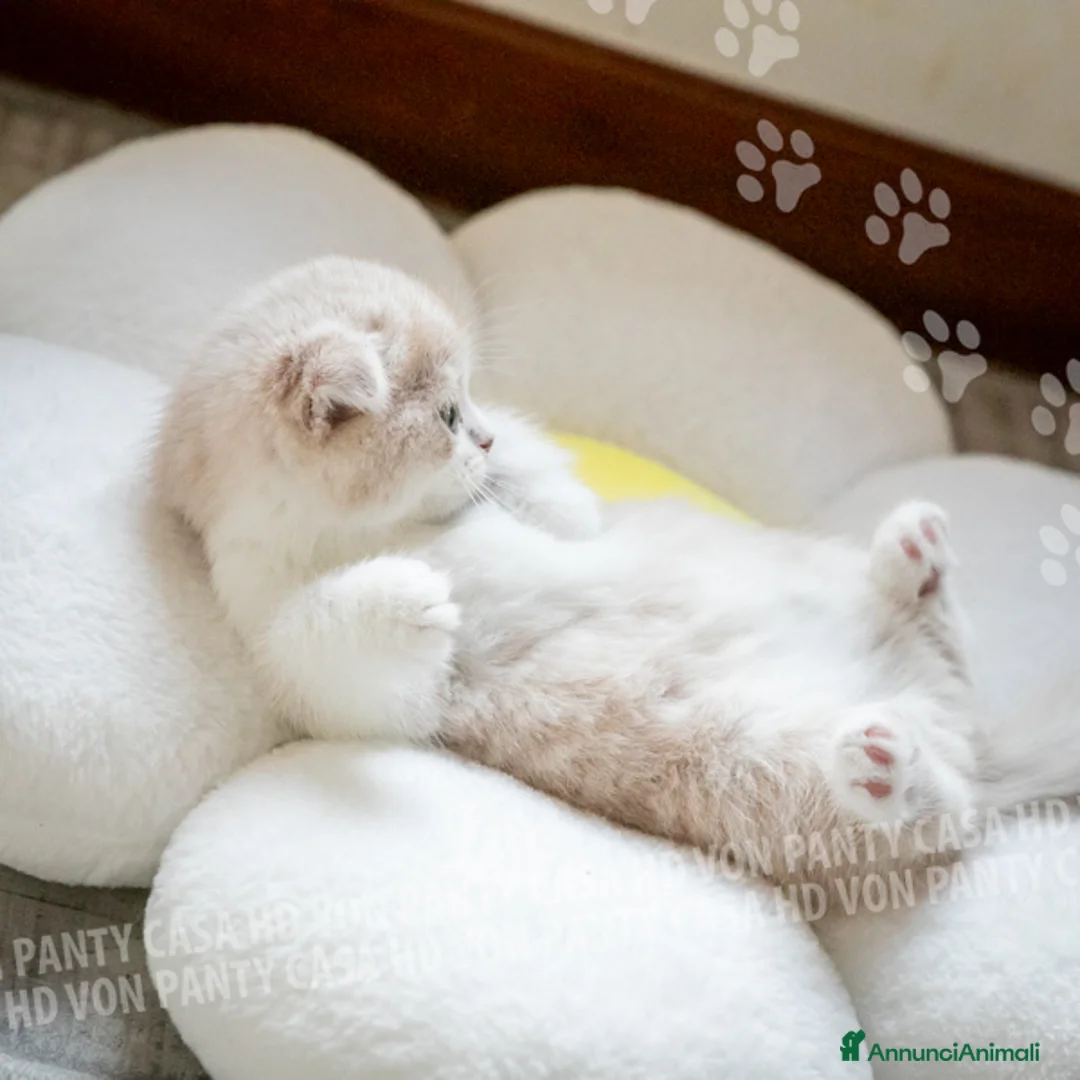 Scottish gatti in vendita: Maschietti Scottish Fold - Annuncio 8