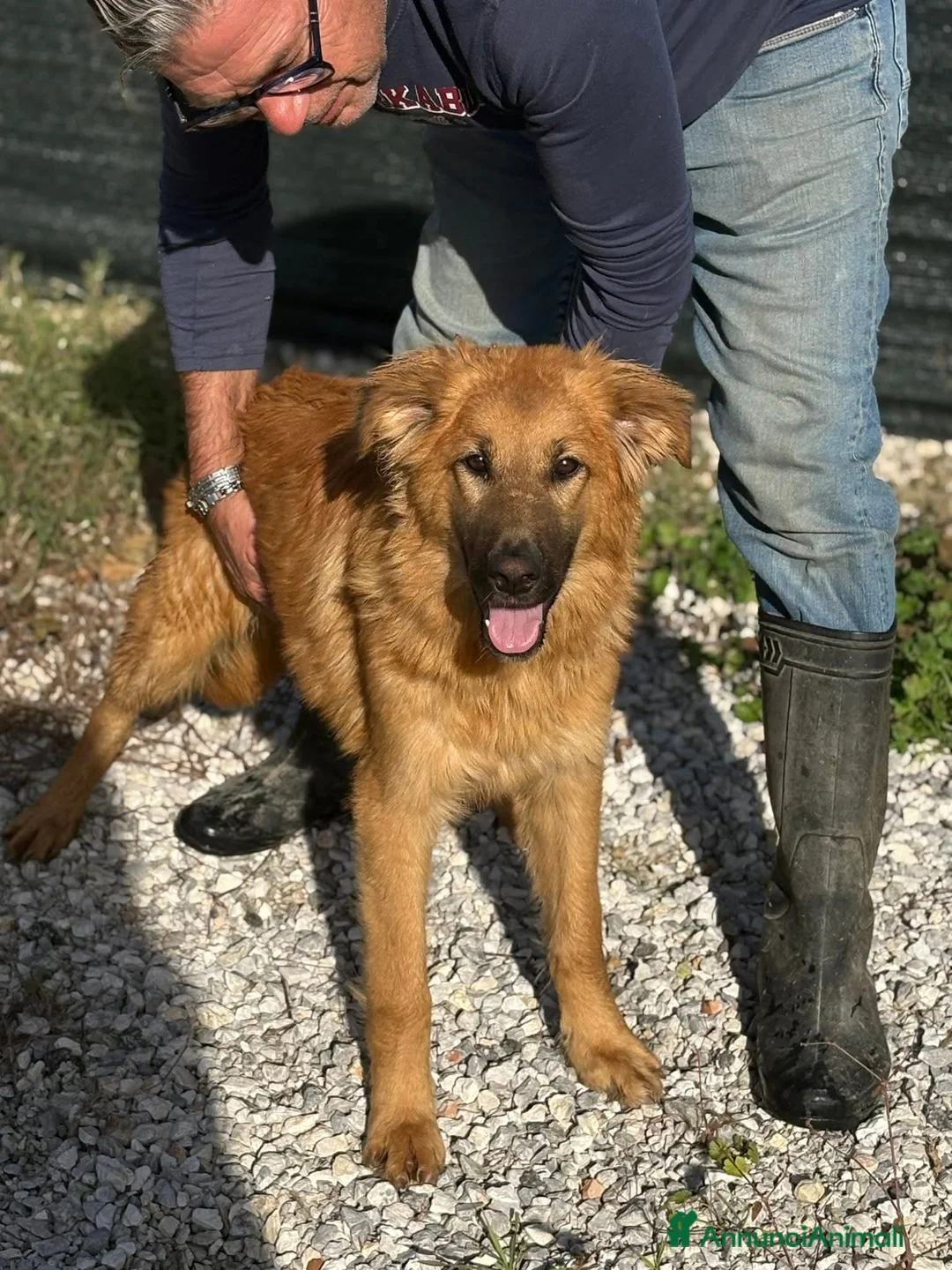 Meticcio cani in regalo: NINA, cucciola di 5 mesi - Annuncio 2