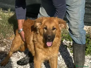 Meticcio cani NINA, cucciola di 5 mesi - Annuncio 2