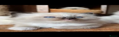 Ragdoll Gattino 3