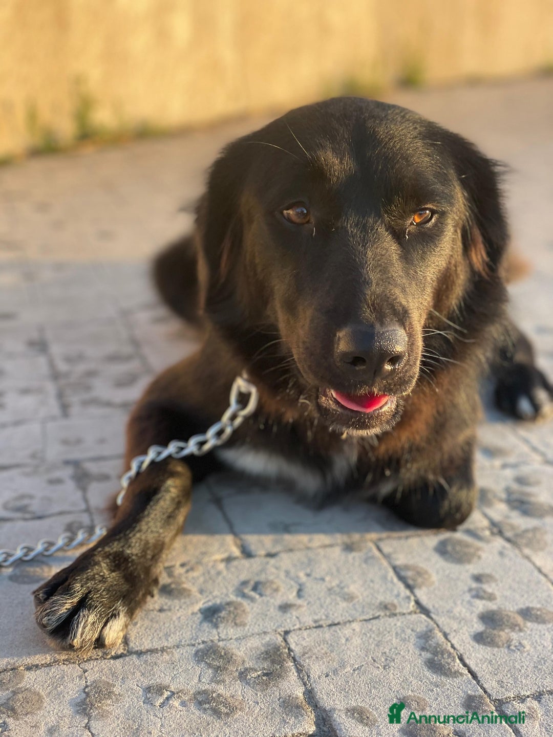 Meticcio cani in regalo: Diana dolcissima cagnolona - Annuncio 5