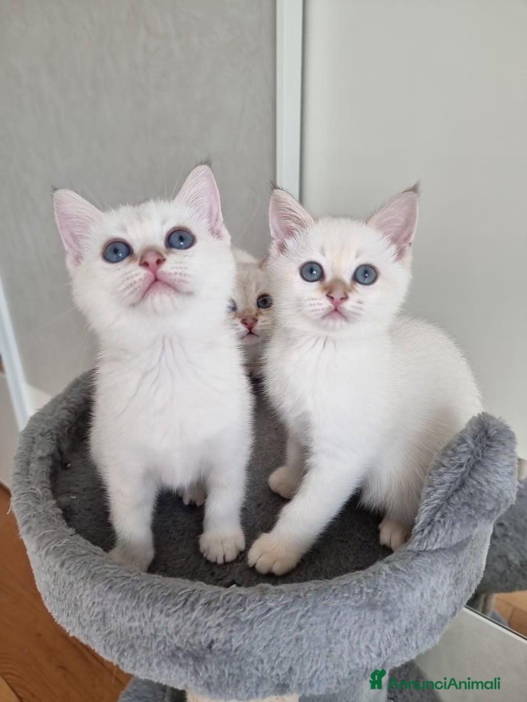 Scottish gatti Gattini disponibili  - Annuncio 1