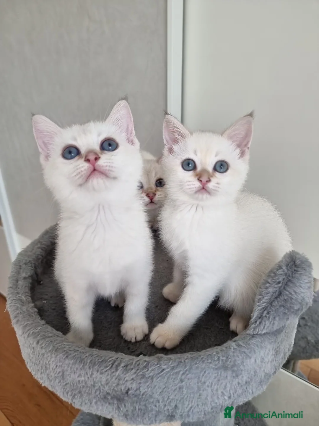 Scottish gatti in vendita: Gattini disponibili  - Annuncio 1