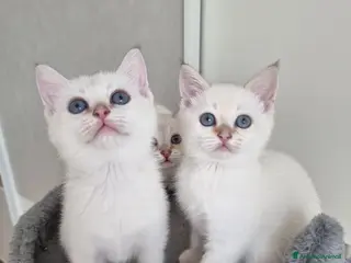 Scottish gatti Gattini disponibili - Annuncio 5