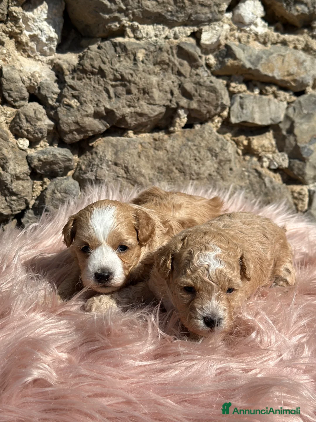 Maltipoo cani in vendita: Cuccioli di Maltipoo - Annuncio 2