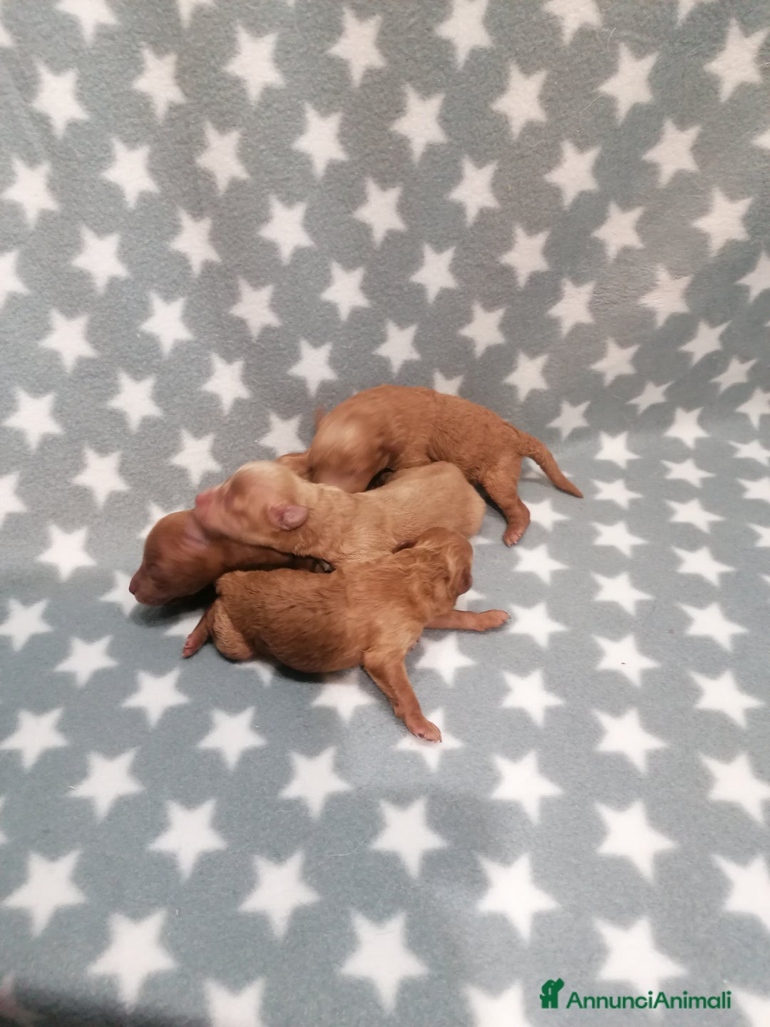 Barboncino cani in vendita: Barboncino nano cuccioli - Annuncio 5